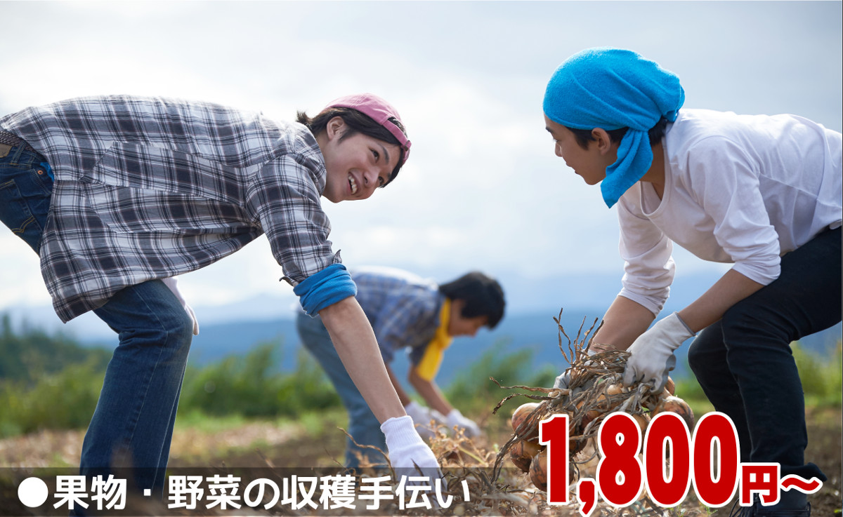 農業　果物・野菜の収穫手伝い